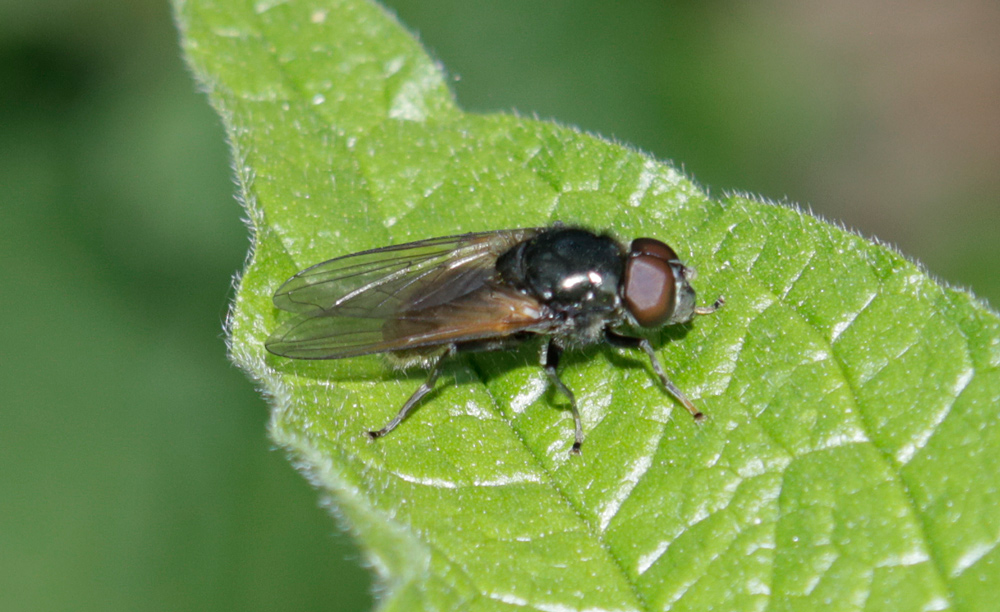 Syrphidae: Cheilosia sp.